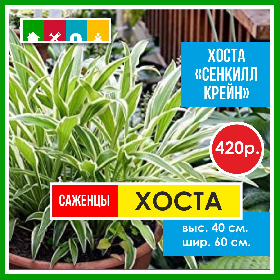 Хоста  в Комсомольске-на-Амуре