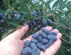 Жимолость  Авача в Комсомольске-на-Амуре