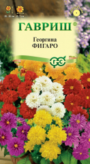 Георгина Фигаро 7шт в Комсомольске-на-Амуре