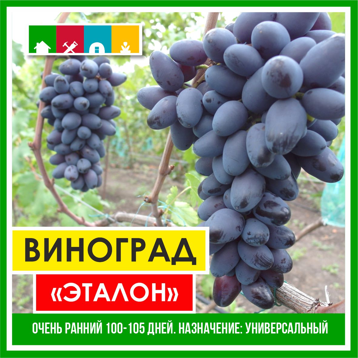 Виноград в асс./Сем.Алтая/ 1 шт.в коробке в Комсомольске-на-Амуре