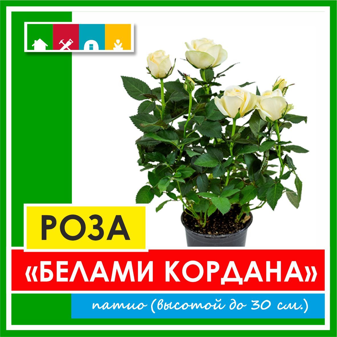 Роза в ассортименте 840 Золотая сотка Алтая в Комсомольске-на-Амуре