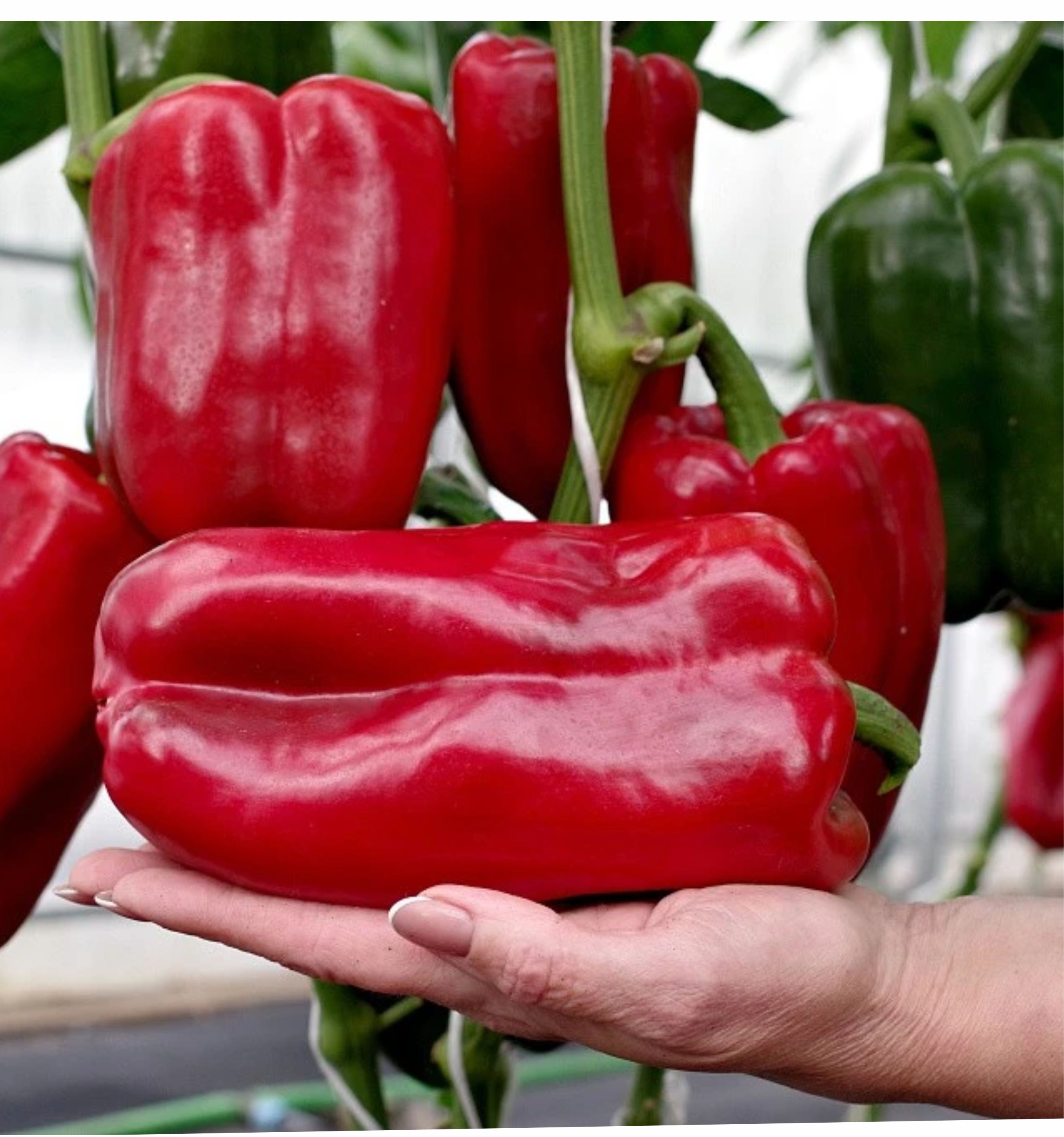 Перец слад.Ливадия 5шт 2-ной пак Партнер в Комсомольске-на-Амуре