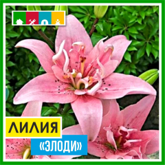 Лилия 199 в Комсомольске-на-Амуре