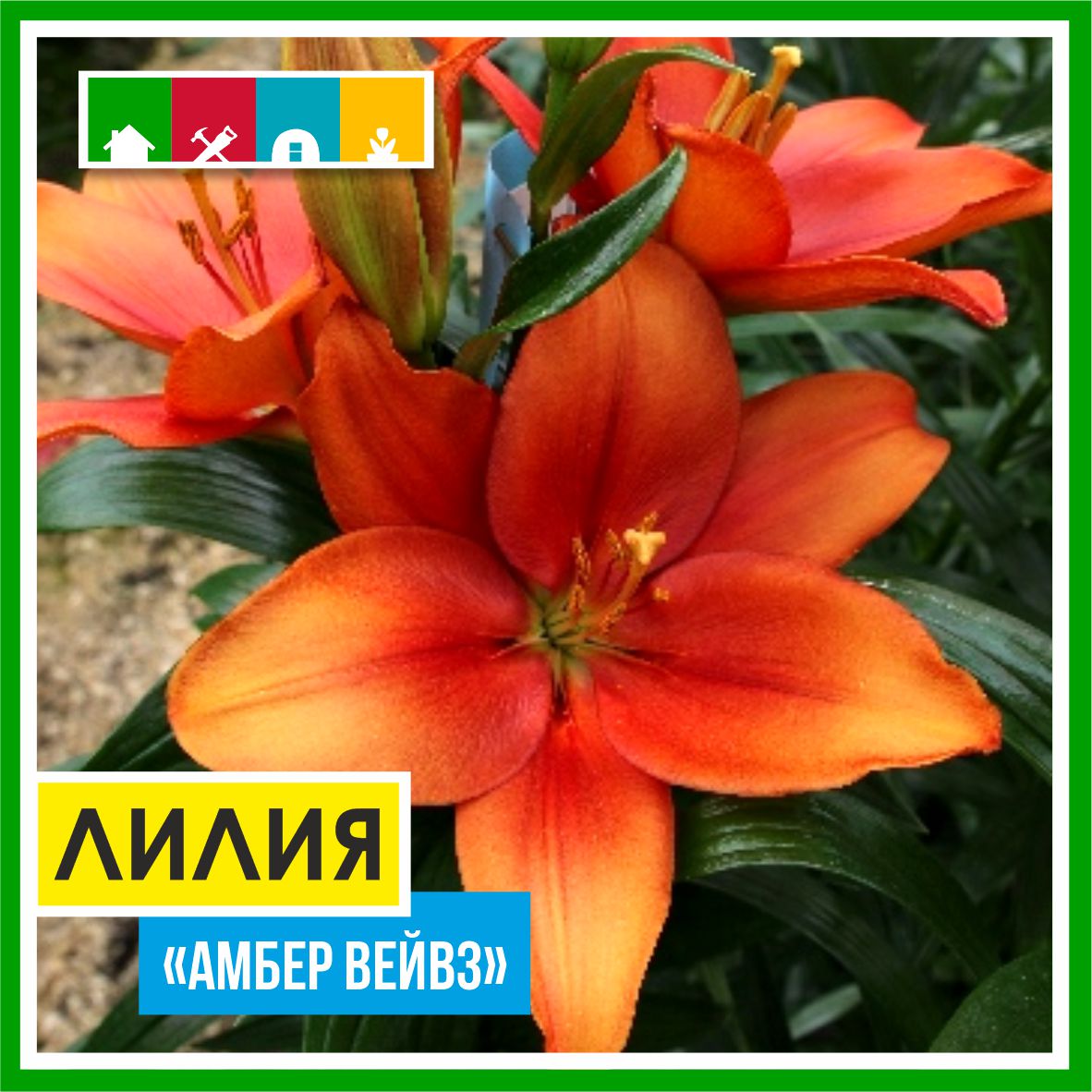 Лилия 140 в Комсомольске-на-Амуре