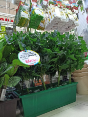 Кустарник в ассортименте в #REGION_NAME_DECLINE_PP#