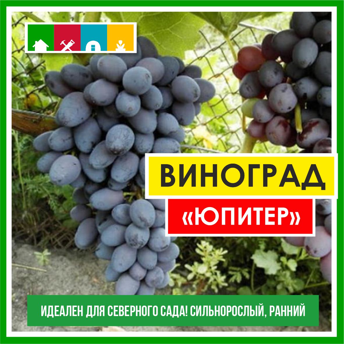 Виноград в асс./Сем.Алтая/ 1 шт.в коробке в Комсомольске-на-Амуре