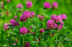 Сидерат Клевер красный 500 г в #REGION_NAME_DECLINE_PP#