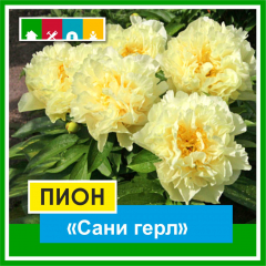 Пион 1500 в Комсомольске-на-Амуре