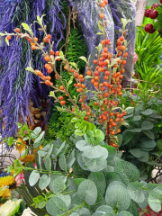 Цветы Облепиха в #REGION_NAME_DECLINE_PP#