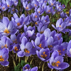 Крокус (осенний) в Комсомольске-на-Амуре