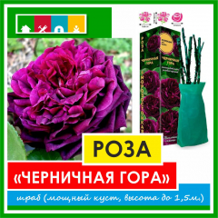 Роза в ассортименте 840 Золотая сотка Алтая в Комсомольске-на-Амуре