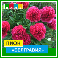 Пион 1500 в Комсомольске-на-Амуре