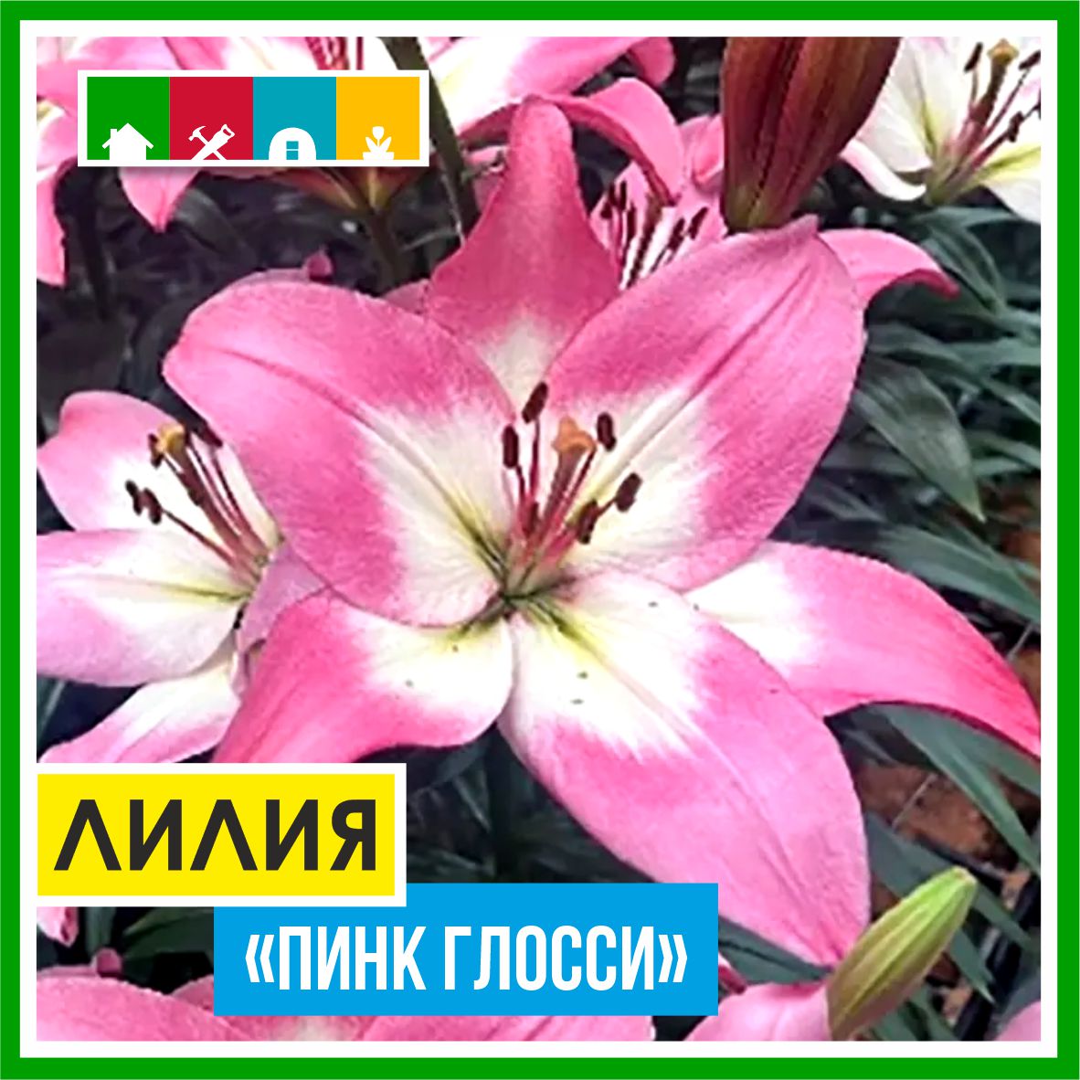 Лилия 110 в Комсомольске-на-Амуре